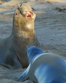 Elephant Seal Authority Stock Photos