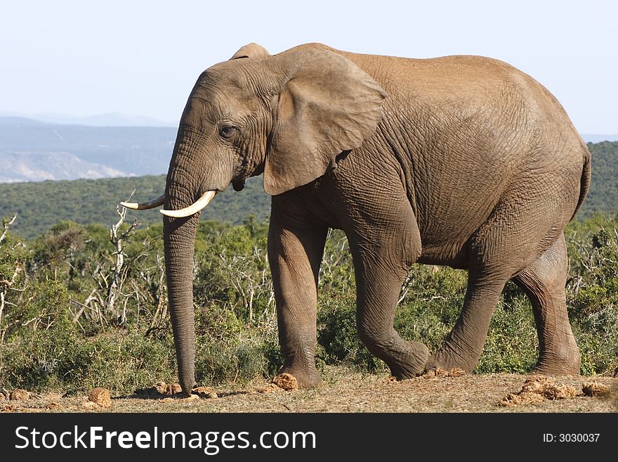 Elephant bull up close