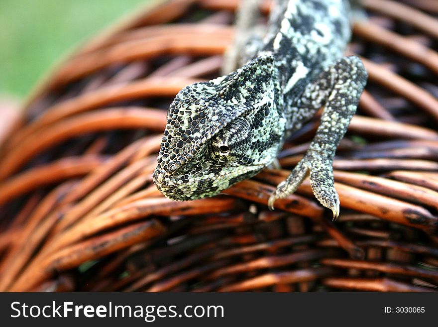 Lazy chameleon on the basket in Cyprus.