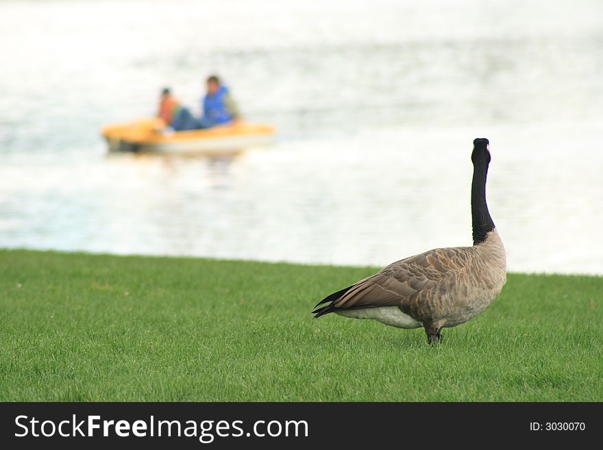 A Canada Goose watching people enjoying the water from the shore. A Canada Goose watching people enjoying the water from the shore.