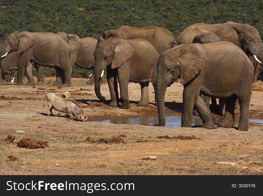 Elephants watching a warthog drink at a waterhole. Elephants watching a warthog drink at a waterhole