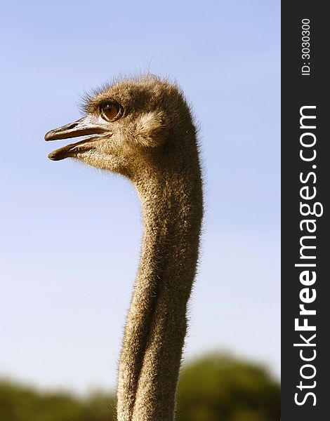 Ostrich with the sun shining in her eyes. Ostrich with the sun shining in her eyes