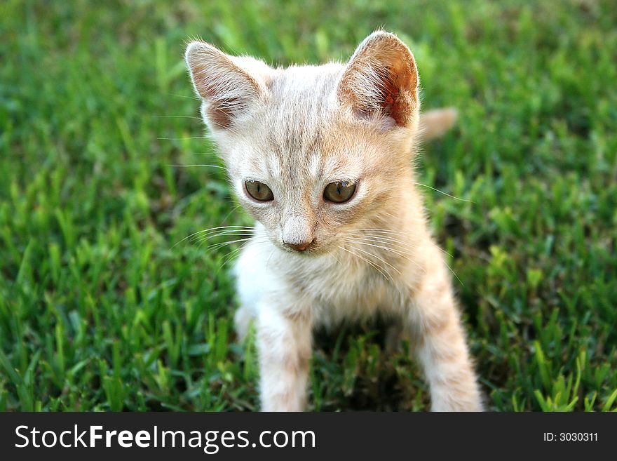 Nice little kitten on the grass in the garden.