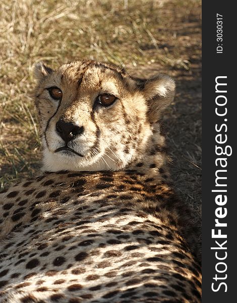 Cheetah lying in the shade