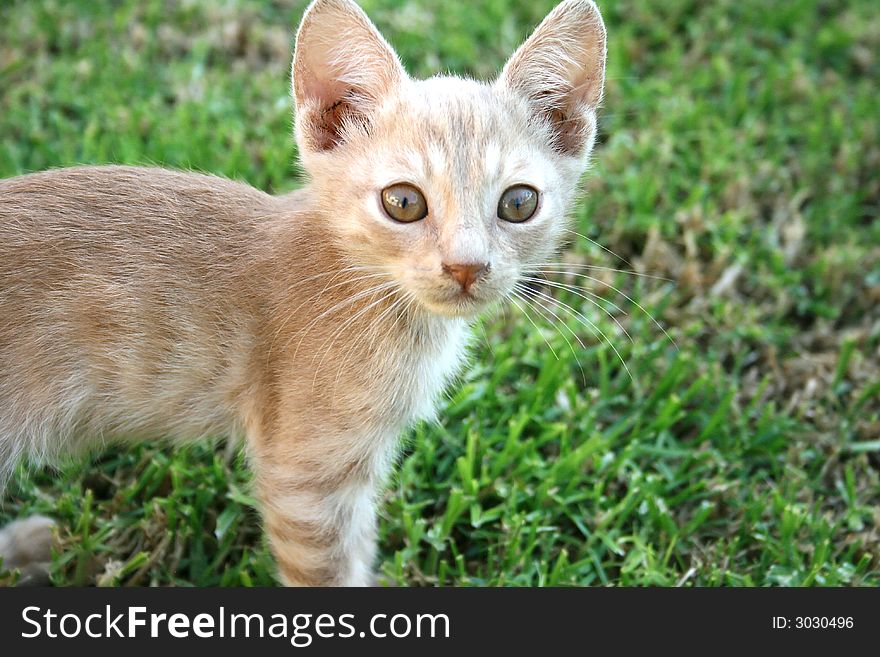 Nice little kitten on the grass in the garden.