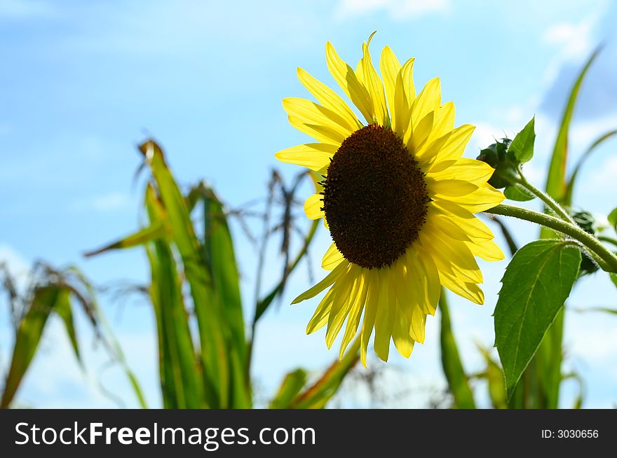 Single sunflower in corn field