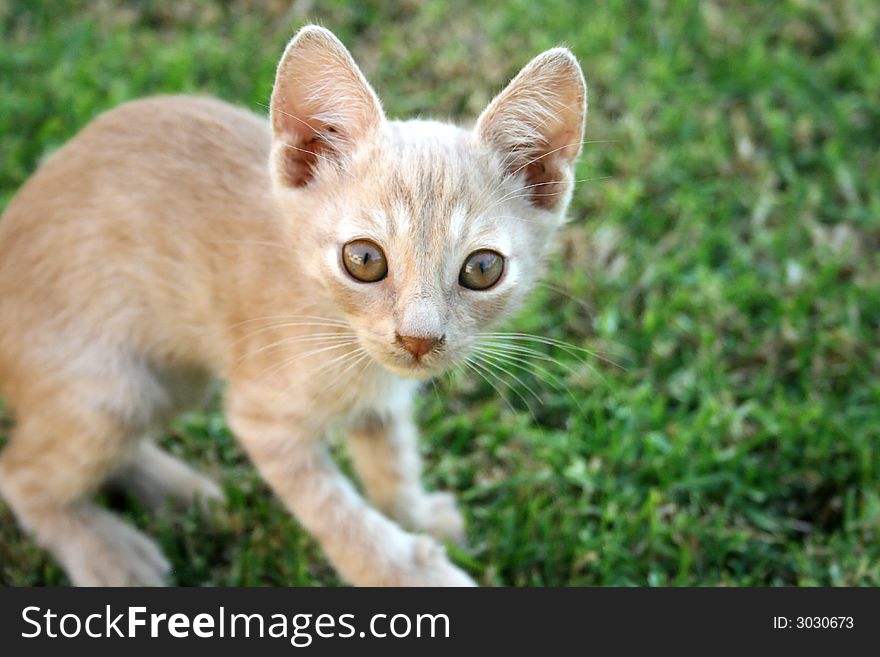 Nice little kitten on the grass in the garden.