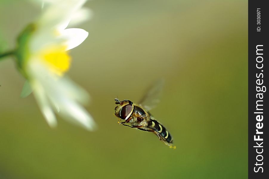 Close up view of wasp. Close up view of wasp