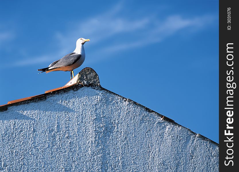 One caigue on Istrian house