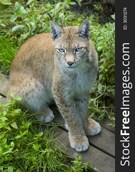 Closeup of Norwegian mountain lion from above