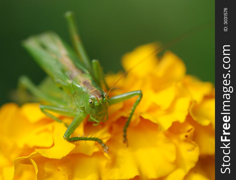 Grasshopper (locust) on a yellow flower