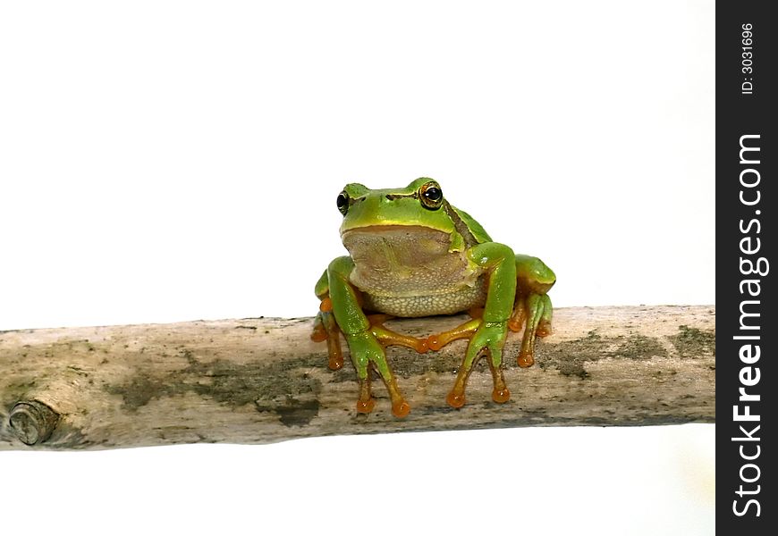 Green frog - tree toad isolated on the white background. Green frog - tree toad isolated on the white background