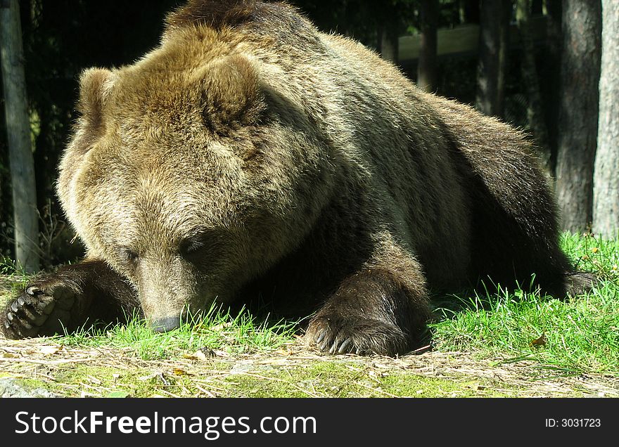 European brown bear eating or maybe sleeping
