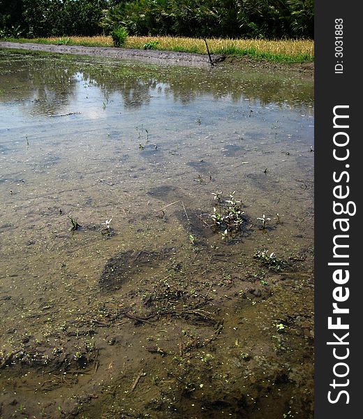 Cultivation on rice fields before to practise agriculture