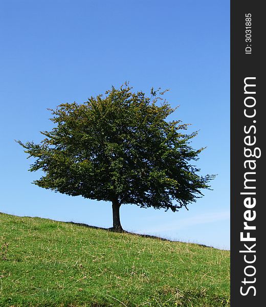 Tree on side of hill (Burrow Mump, Somerset, UK). Tree on side of hill (Burrow Mump, Somerset, UK)