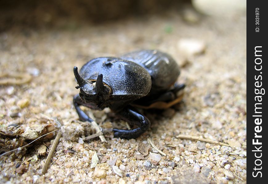 A shiny black triceratops beetle, also known as Phileurus Truncatus.
