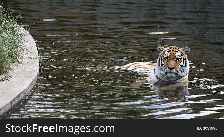 Panthera tigris altaica in a water. Panthera tigris altaica in a water