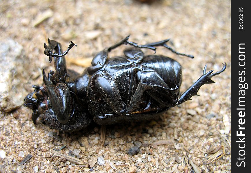 A triceratops beetle lying on its back. A triceratops beetle lying on its back.