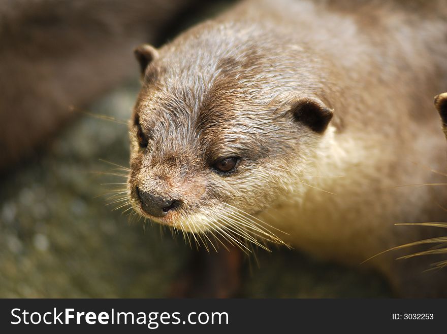 A Cute furry adorable Otter. A Cute furry adorable Otter