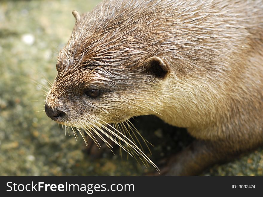 Cute adorable lovely water dwelling Otter. Cute adorable lovely water dwelling Otter