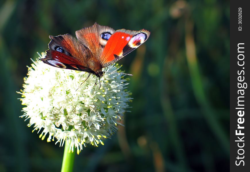 Butterfly on the flower