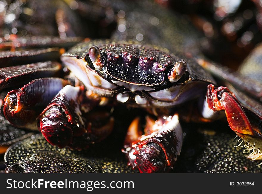 Cooked crab. Seafood in Pico Island, Azores, Portugal.