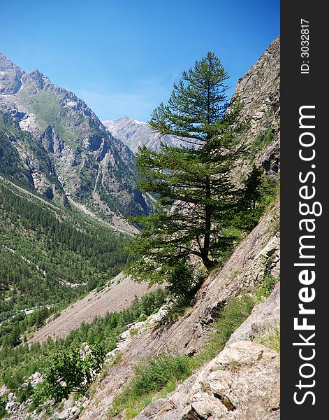 High mountain swiss valley landscape with single evergreen tree on a slope. High mountain swiss valley landscape with single evergreen tree on a slope