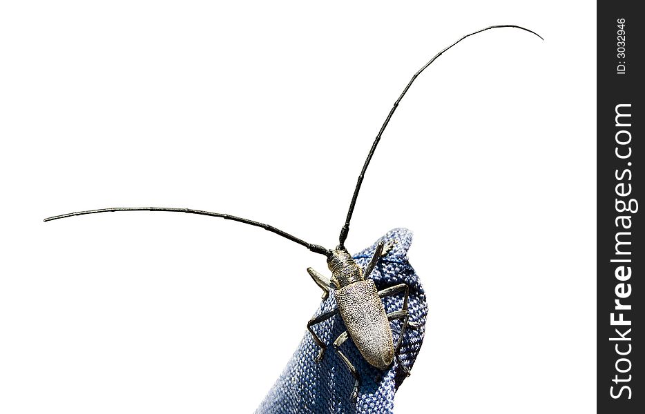 Capricorn beetle with greater antenna on jeans