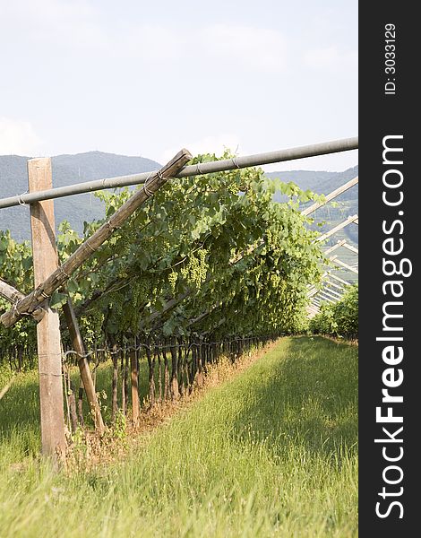 Grape field in the Italian alps. Grape field in the Italian alps