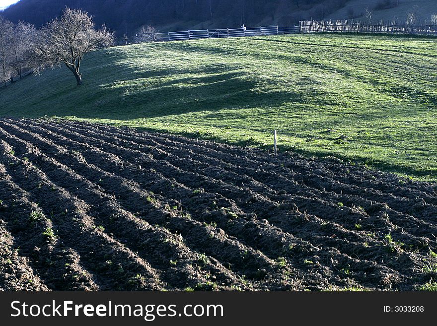 Field of potatoes