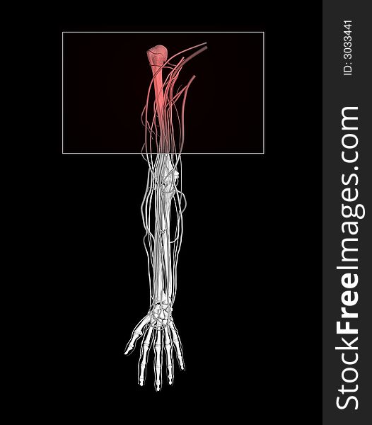 Shoulder pain showing nerves, arteries and veins