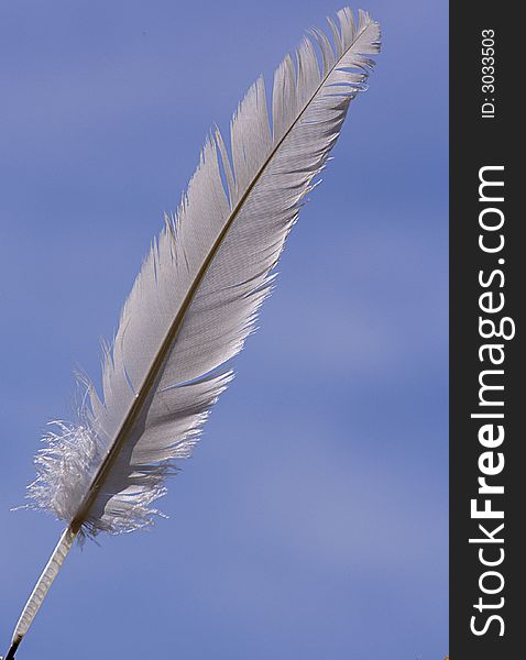 White feather over a blue sky background