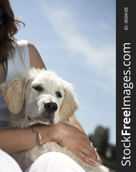 Dog close up portrait over blue sky