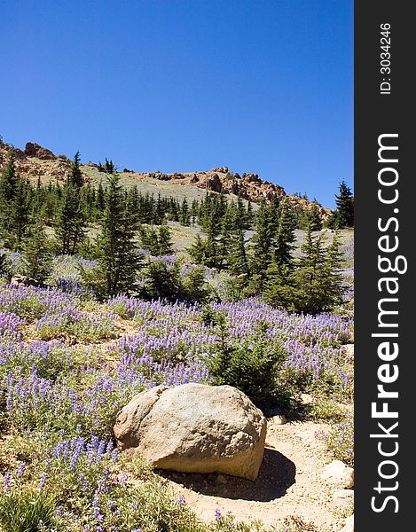 Sky Lupines in Lassen National Park, California