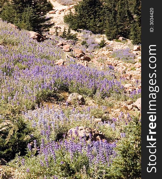 Sky Lupines in Lassen National Park, California