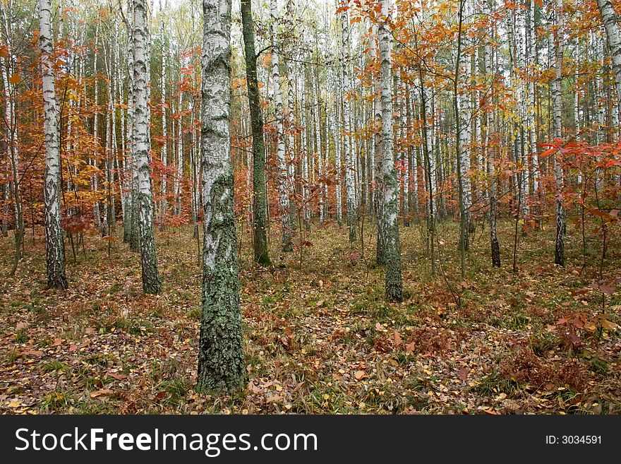 Golden fall in birch forest. Golden fall in birch forest