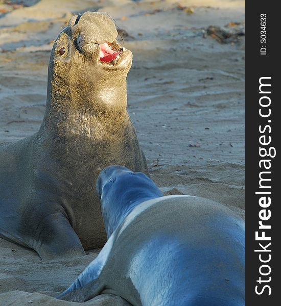 Communication and challenge between two Northern Elephant Seal alphas. Communication and challenge between two Northern Elephant Seal alphas.