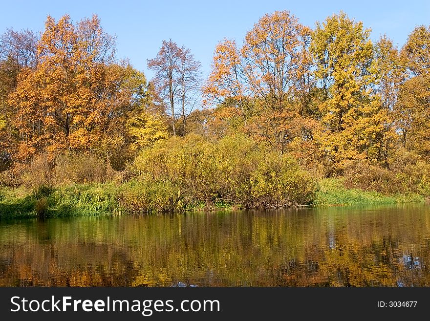 Yellow autumn forest on the river bank