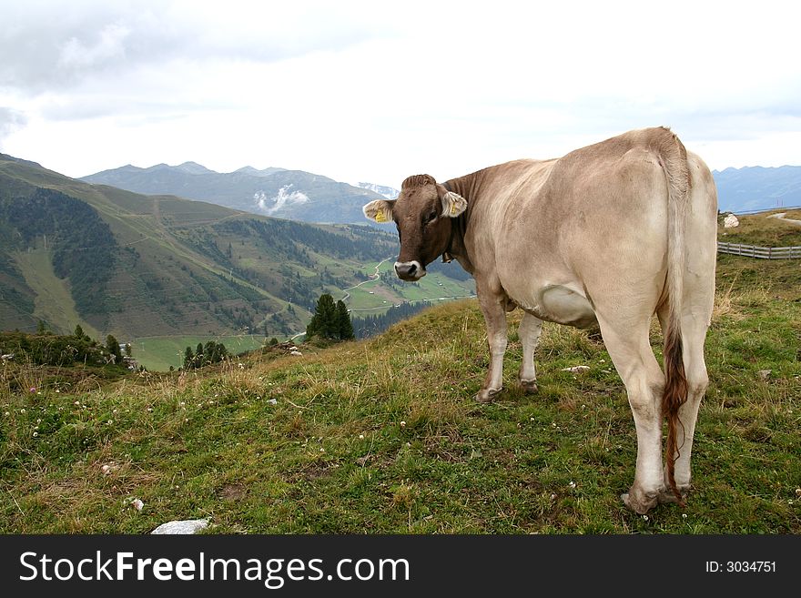 Image of a cow in Austrian Alps / Tirol