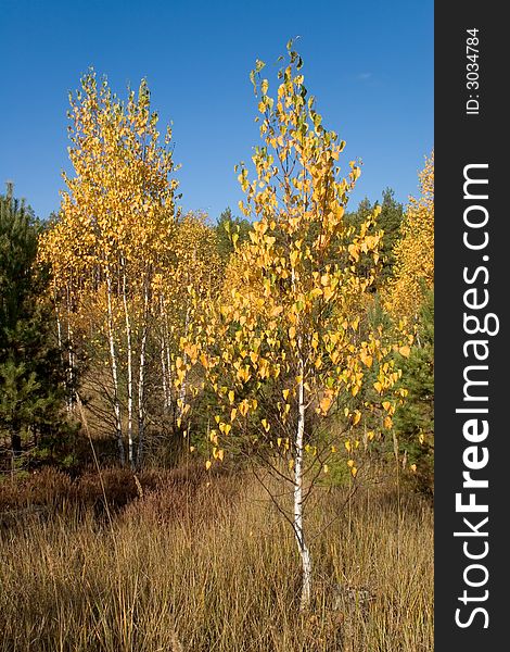 Autumn birch tree with golden leaves