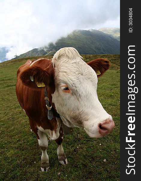 Image of a cow in Austrian Alps / Tirol