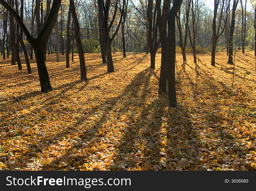 Yellow autumn leaves and tree steams