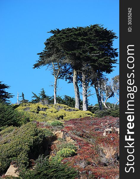 Colorful coastal landscape in San Francisco