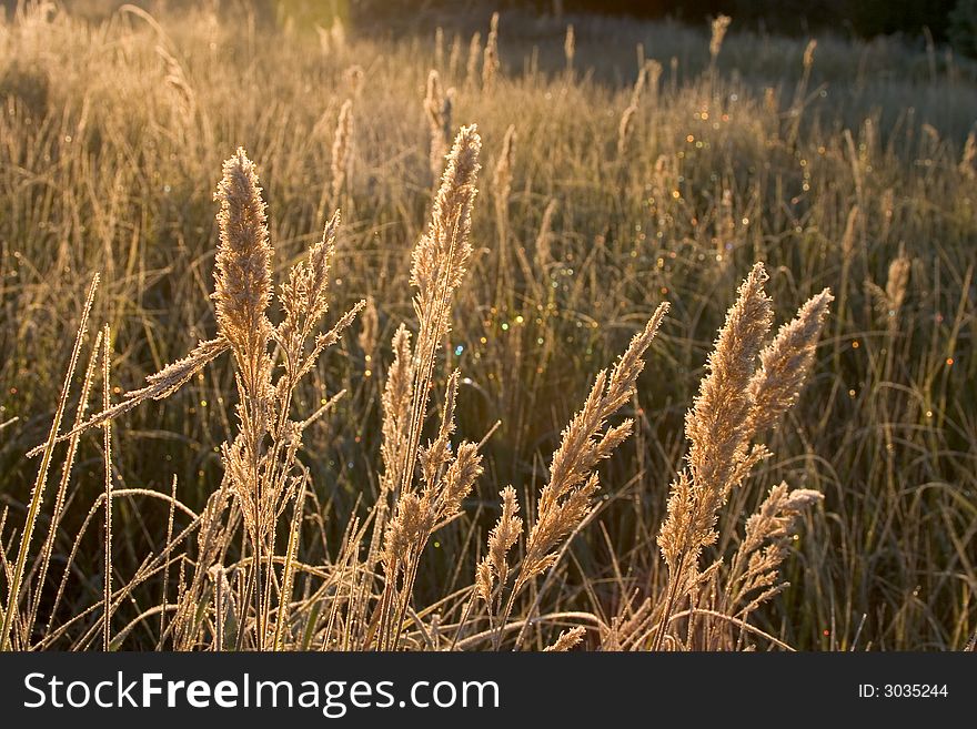 Spikelet in fall meadow covered by hoar frost