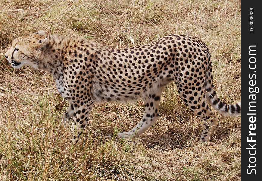 Cheeta huntinh in wild Masai Mara in Africa. Cheeta huntinh in wild Masai Mara in Africa