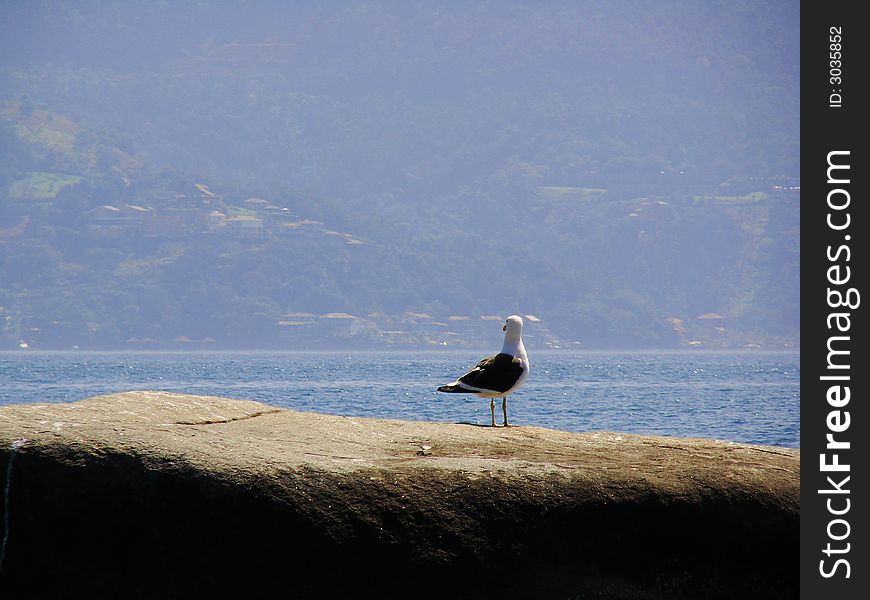 Seagull at Ilha Grande Bay - Rio de Janeiro - Brasil