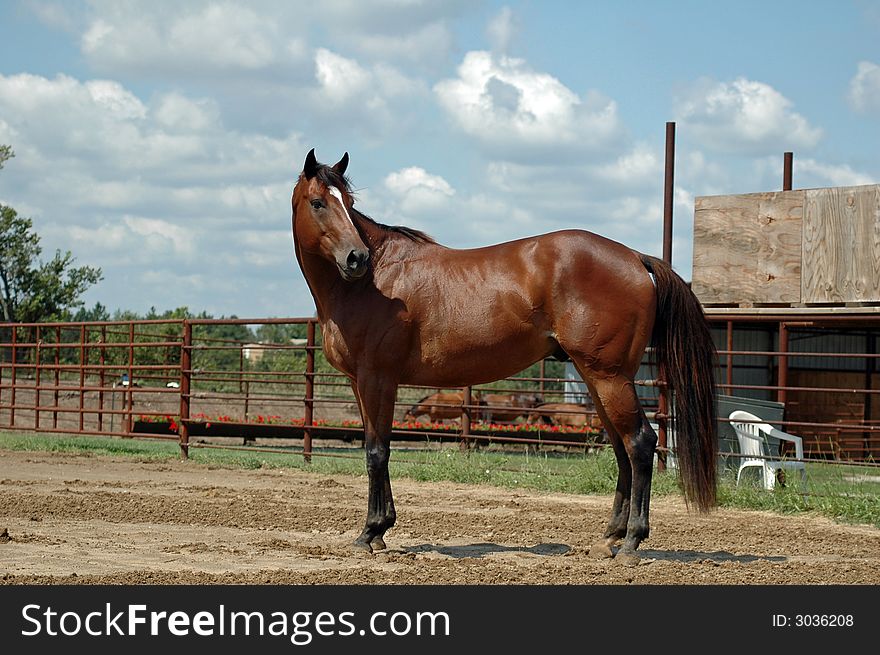Bay thoroughbred,OTTB, standing outdoors. Bay thoroughbred,OTTB, standing outdoors.