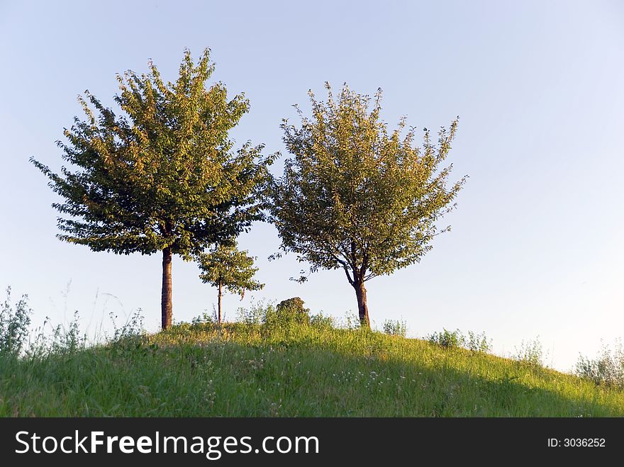 Park In The Summer-sunshine.