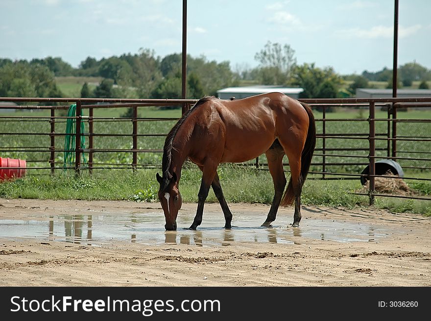 Bay thoroughbred,OTTB, drinking water outdoors. Bay thoroughbred,OTTB, drinking water outdoors.