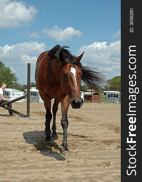 Bay thoroughbred,OTTB, walking away from girl. Bay thoroughbred,OTTB, walking away from girl.